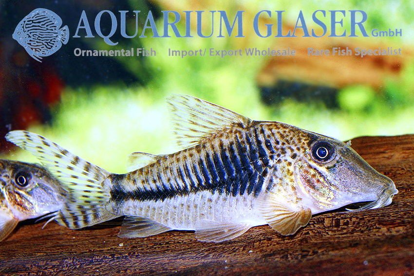Fuller's Cory M (min. 18 pcs) - Image 11