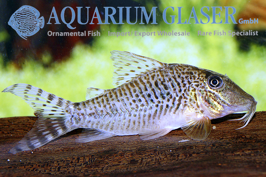 Fuller's Cory M (min. 18 pcs) - Image 10