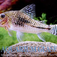 Fuller's Cory M (min. 18 pcs)