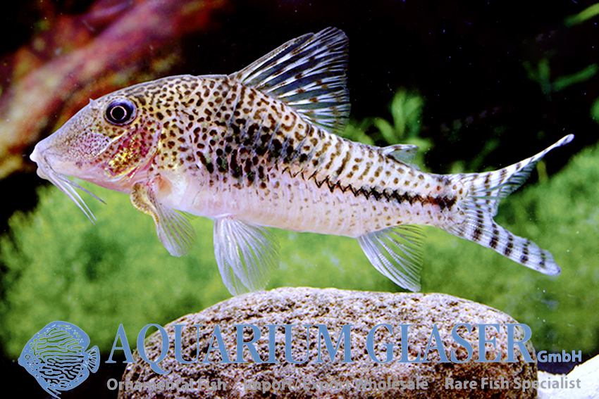 Fuller's Cory M (min. 18 pcs)
