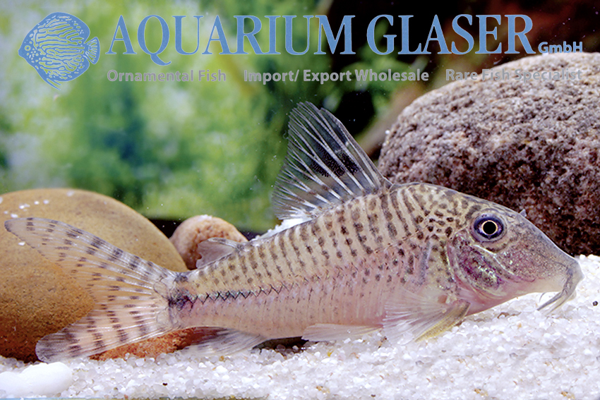 Fuller's Cory M (min. 18 pcs) - Image 9