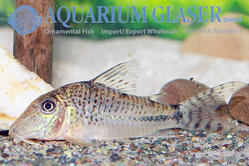 Fuller's Cory M (min. 18 pcs) - Image 7