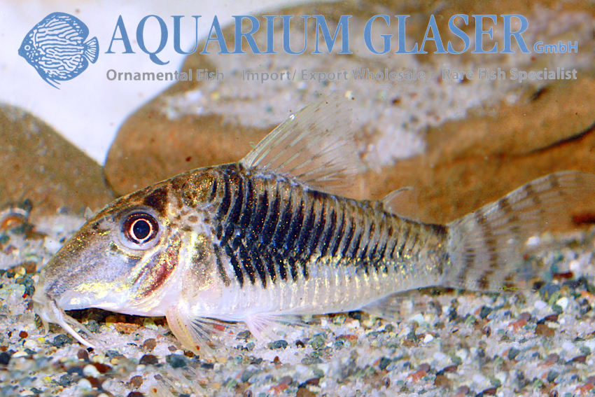 Fuller's Cory M (min. 18 pcs) - Image 6
