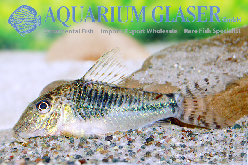 Fuller's Cory M (min. 18 pcs) - Image 5