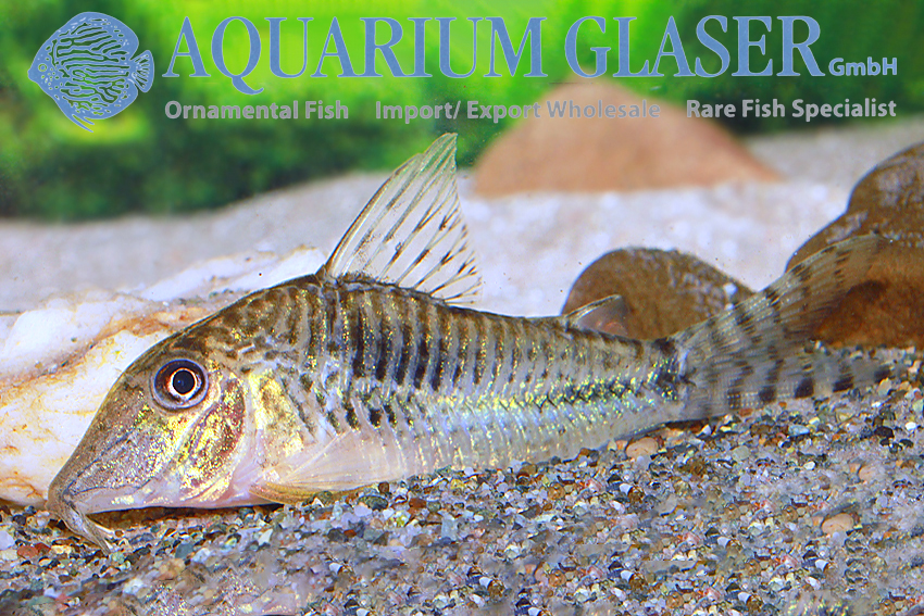 Fuller's Cory M (min. 18 pcs) - Image 4