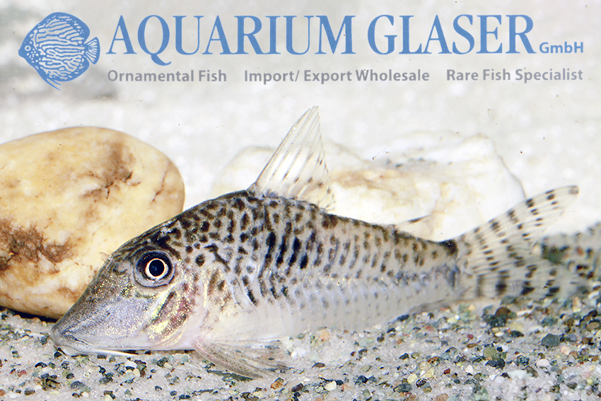 Fuller's Cory M (min. 18 pcs) - Image 3