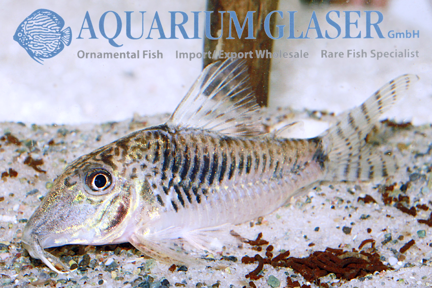 Fuller's Cory M (min. 18 pcs) - Image 2