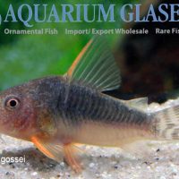 Palespotted Cory S (min. 15 pcs)