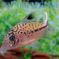 Leopard Cory L (min. 7 pcs)