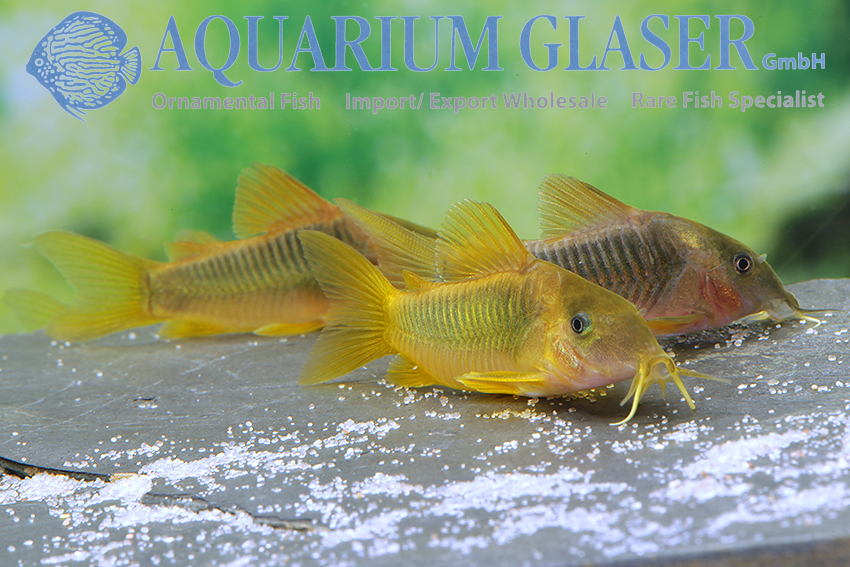 Green-Gold Cory S/M (min. 20 pcs) - Image 3