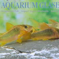 Green-Gold Cory S/M (min. 20 pcs)