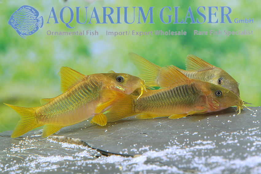 Green-Gold Cory S/M (min. 20 pcs)