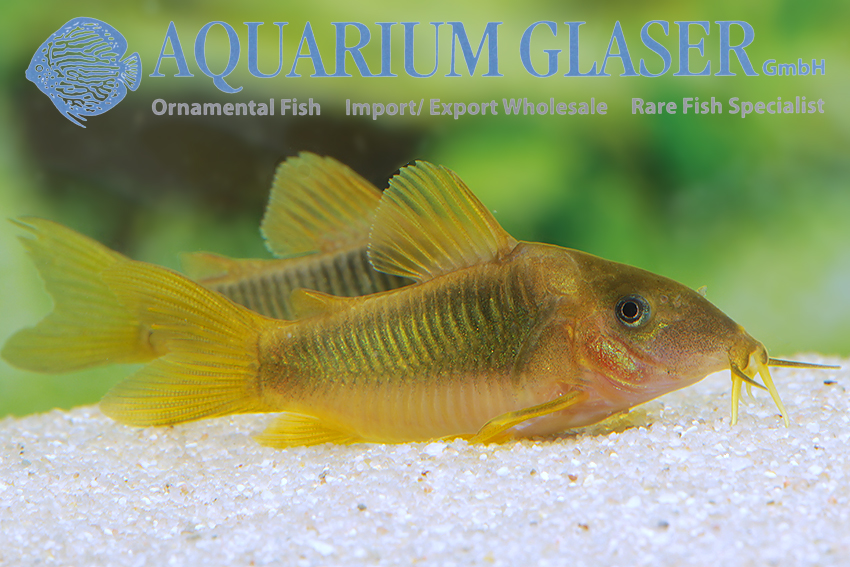 Green-Gold Cory S/M (min. 20 pcs) - Image 2
