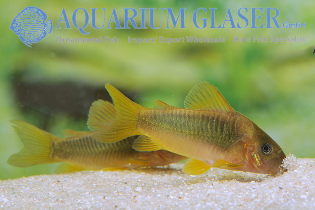 Green-Gold Cory S/M (min. 20 pcs) - Image 5