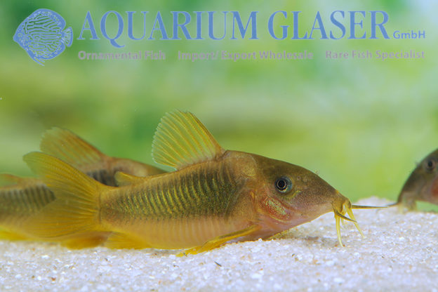 Green-Gold Cory S/M (min. 20 pcs) - Image 4