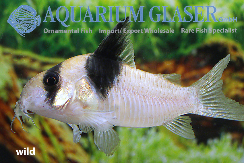 Wedge Cory M/L (min 10 pcs) - Image 3