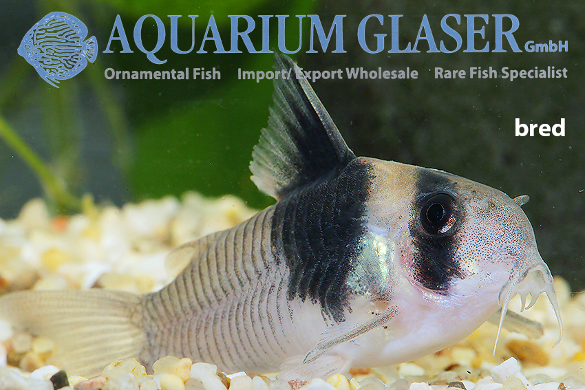 Wedge Cory M/L (min 10 pcs) - Image 4