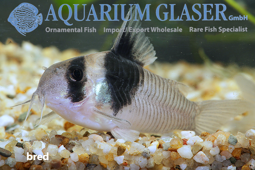 Wedge Cory M/L (min 10 pcs) - Image 2