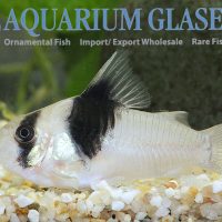 Wedge Cory M/L (min 10 pcs)