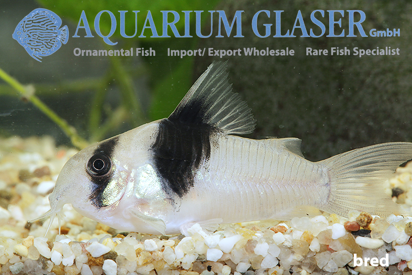 Wedge Cory M/L (min 10 pcs)