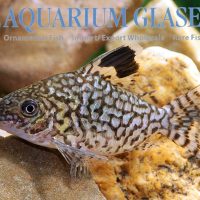 Reticulated Cory L/XL (min. 8 pcs)