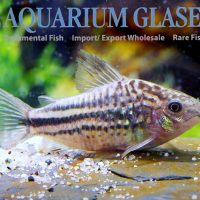 Rio-Napo Cory S (min. 25 pcs)