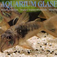 Northern Longnose Cory S (min. 18 pcs)