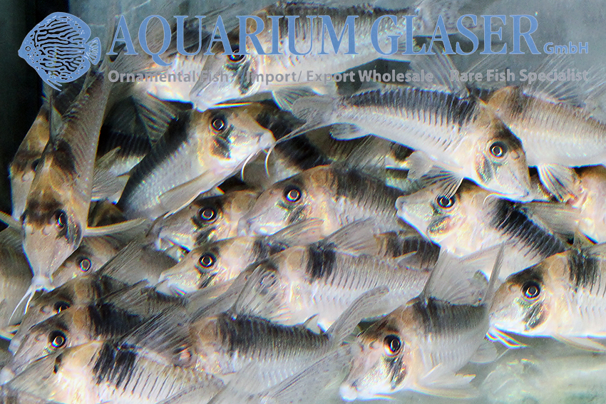 Sawtooth Cory XL (min. 5 pcs) - Image 2