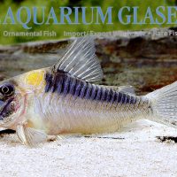 Sawtooth Cory XL (min. 5 pcs)