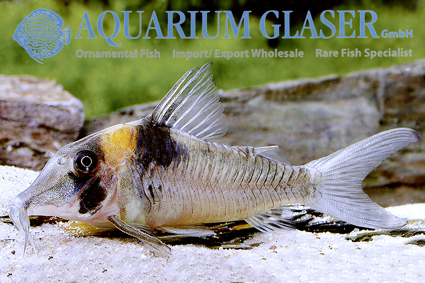 Sawtooth Cory XL (min. 5 pcs) - Image 3