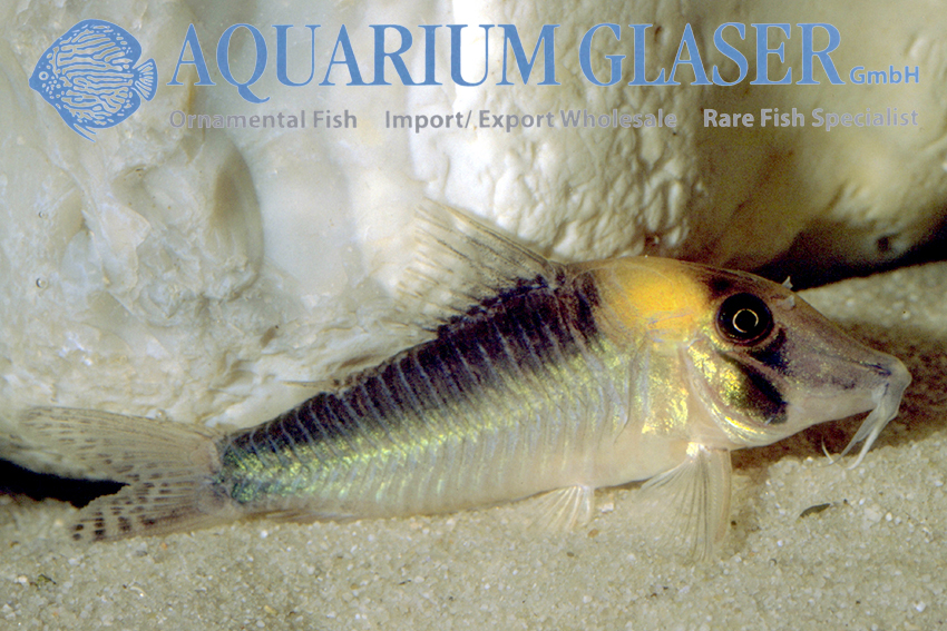 Sawtooth Cory XL (min. 5 pcs) - Image 7