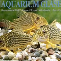 Sterba’s Cory M/L