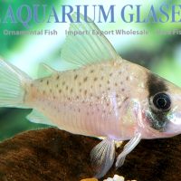 Long-nosed Fairy Cory XL (min. 7 pcs)