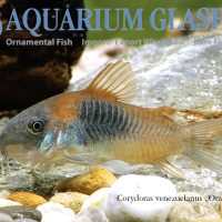 Orange Cory M (min. 15 pcs)