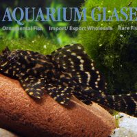 L001 Glyptoperichthys joselimaianus S