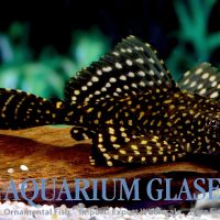 L001 Glyptoperichthys joselimaianus S (min. 12 pcs)