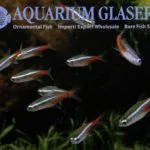 Neon Tetra XL