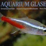 Neon Tetra XL (min. 35 pcs)
