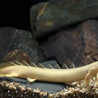 Senegal Bichir - Albino S/M (min. 7 pcs)