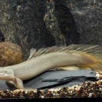 Senegal Bichir S/M (min. 8 pcs)