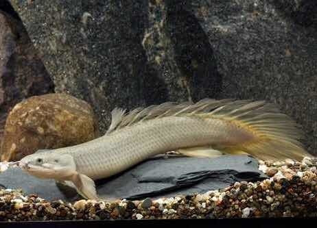 Senegal Bichir S/M (min. 8 pcs)