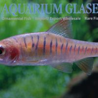 Angola Barb M/L (min. 40 pcs)