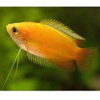 Honey Gourami - Gold L/XL (min. 15 pcs)