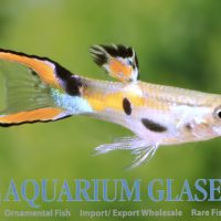 Endler's Guppy M/F (min 50 pcs)