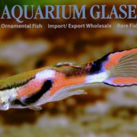 Endler's Guppy M/F
