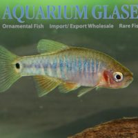 Emerald Dwarf Danio M (min. 40 pcs)