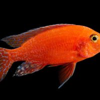 Peacock Cichlid Nyassa Orange M