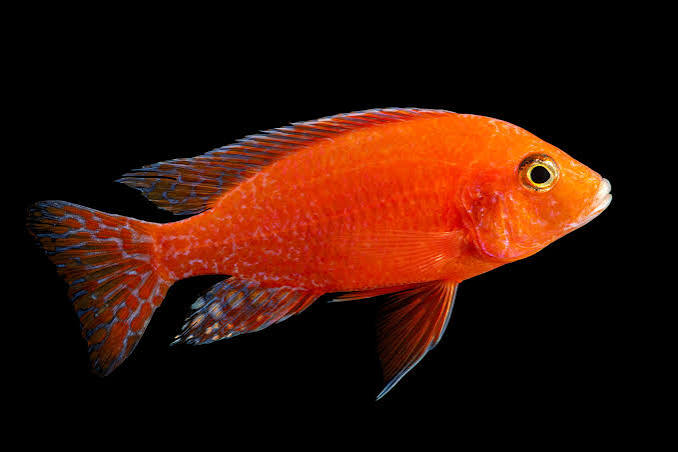 Peacock Cichlid Nyassa Orange M