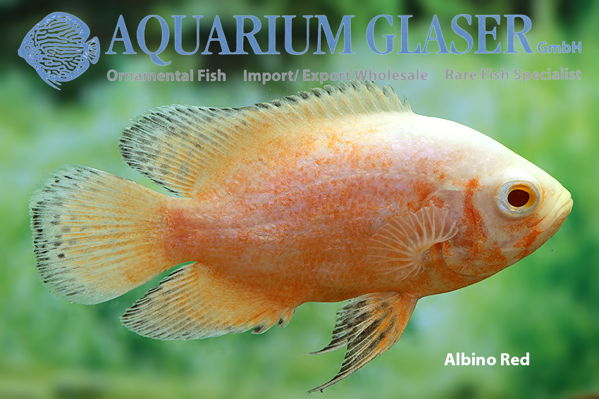 Oscar - Albino Red S/M (min. 12 pcs) - Image 2