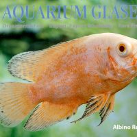 Oscar - Albino Red S/M (min. 12 pcs)